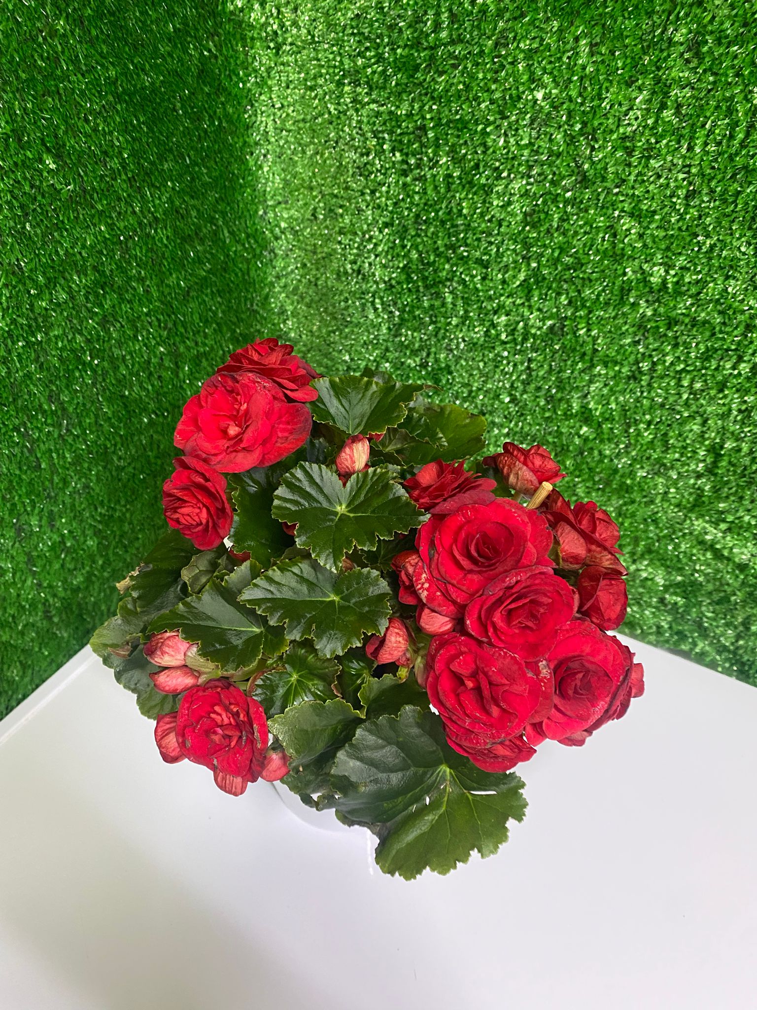 Somon Begonya (Canlı Saksı Çiçeği)